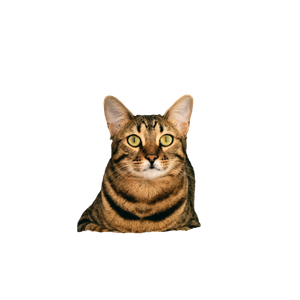 A Curious Cat Lounges Beneath A Beautifully Decorated Christmas Tree With Ornaments And Candy Canes. 18033 - Cat PNG image with transparent background
